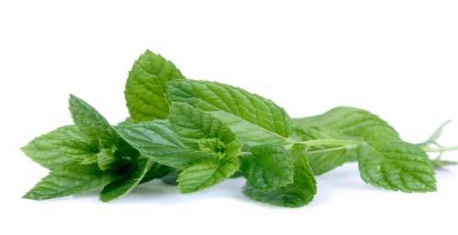 [18.97.0222] HIERBABUENA MANOJO 100 g 